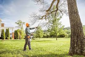 How Our Tree Care Process Works  in  North Seekonk, MA