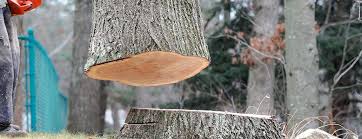 Best Arborist Consultation Services  in North Seekonk, MA