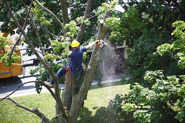 Best Storm Damage Tree Cleanup  in North Seekonk, MA