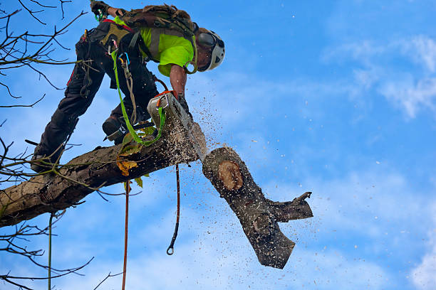Best Commercial Tree Services  in North Seekonk, MA